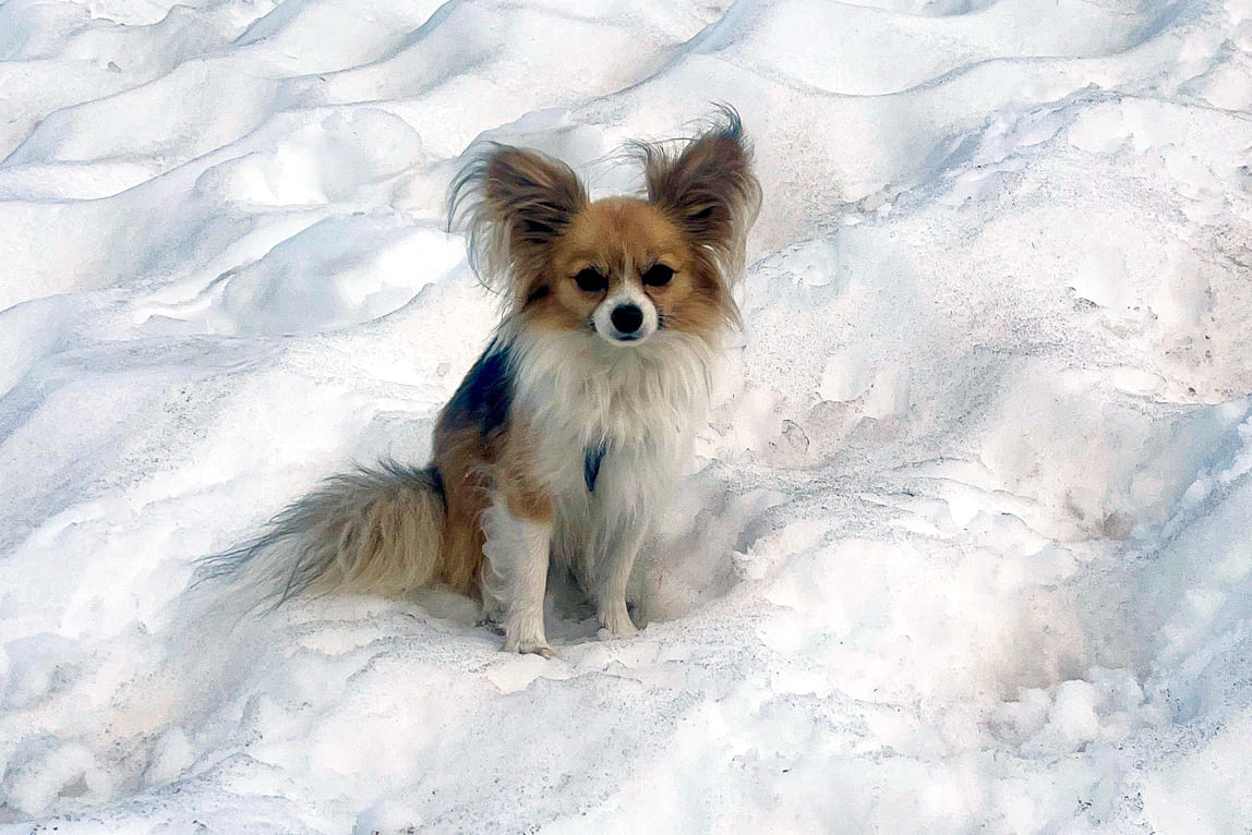 Chihuahua helps save owner on glacier