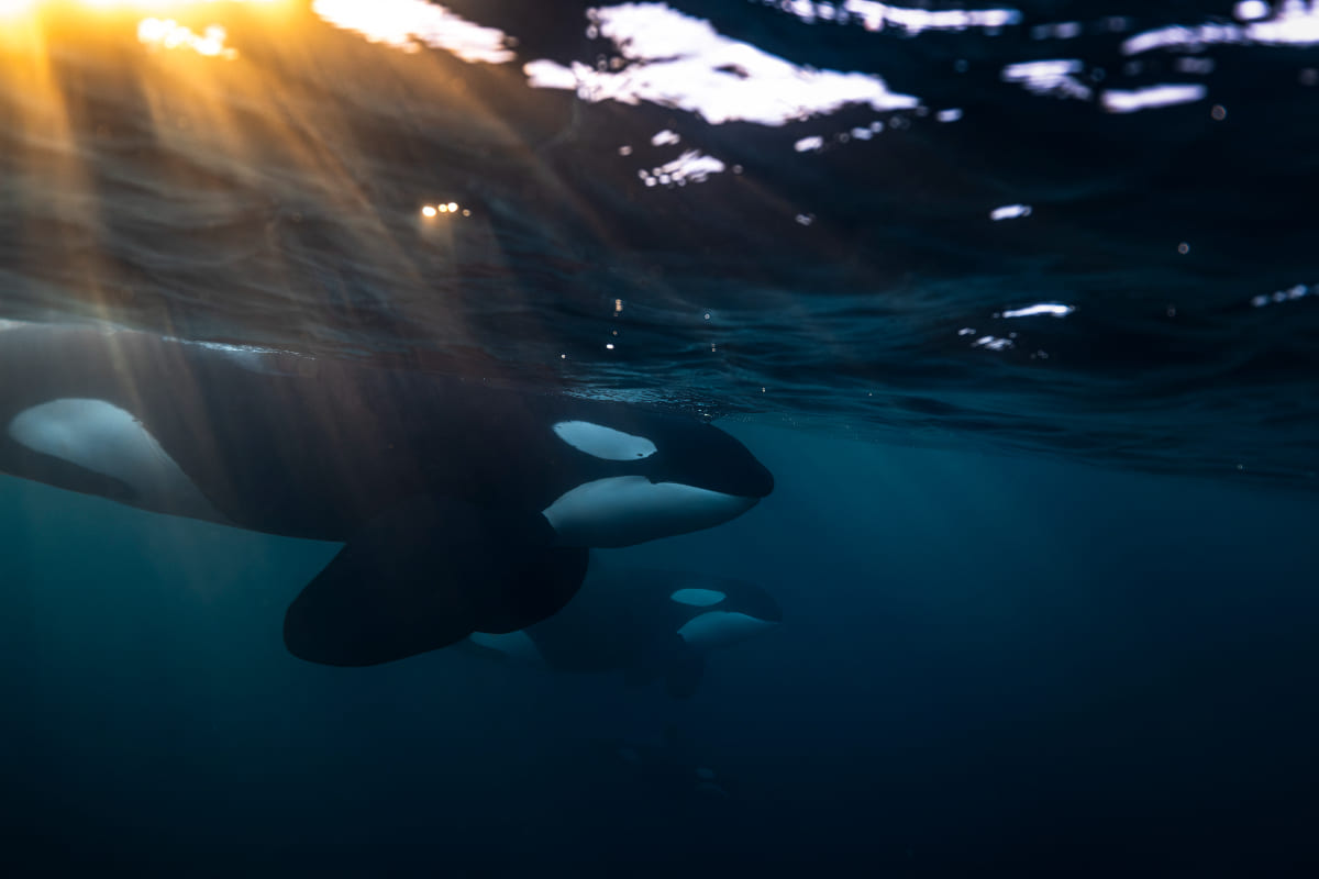 Orcas use seaweed as grooming tools