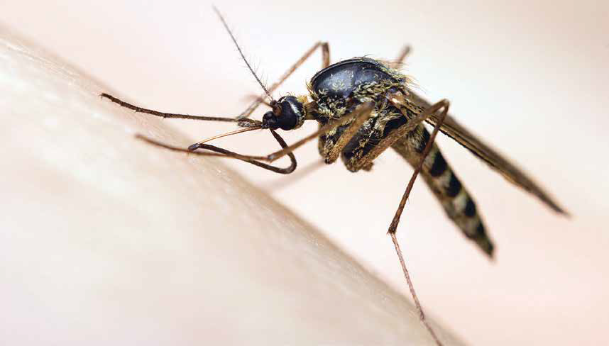 Think you know mosquitoes? Four facts that might surprise you