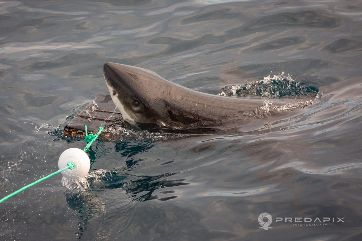 Scientists test shark-resistant wetsuits