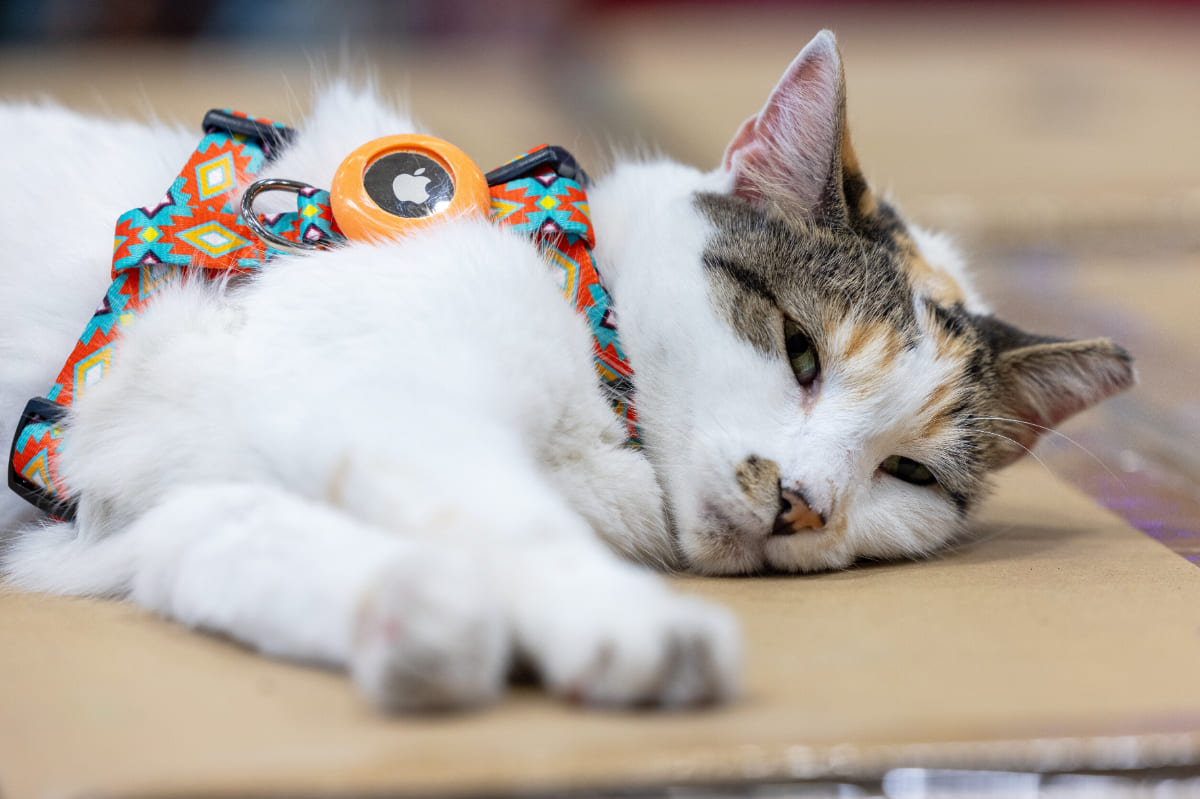 Adventurous store cat comes home
