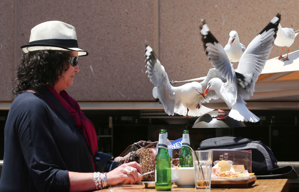 Want seagulls to stay away from your food? Shout at them, researchers say