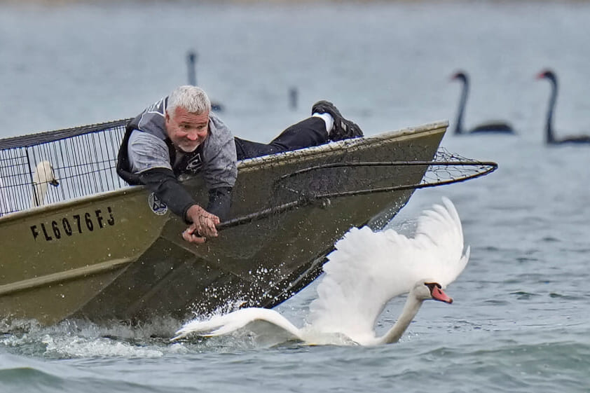 Lakeland’s swans, descendants of Queen Elizabeth II’s gift, get annual health checkup