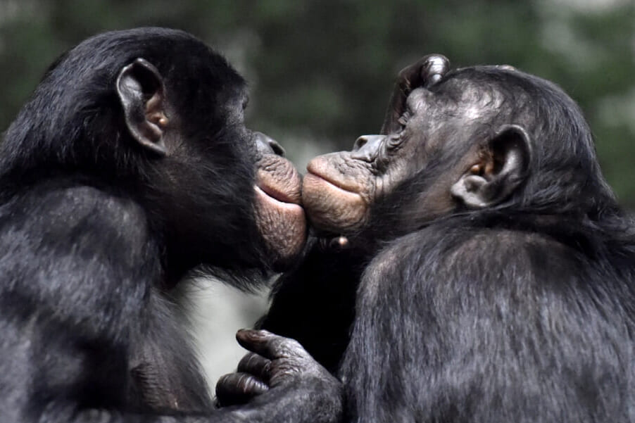 First kiss was 20 million years ago  by early primates, scientists say
