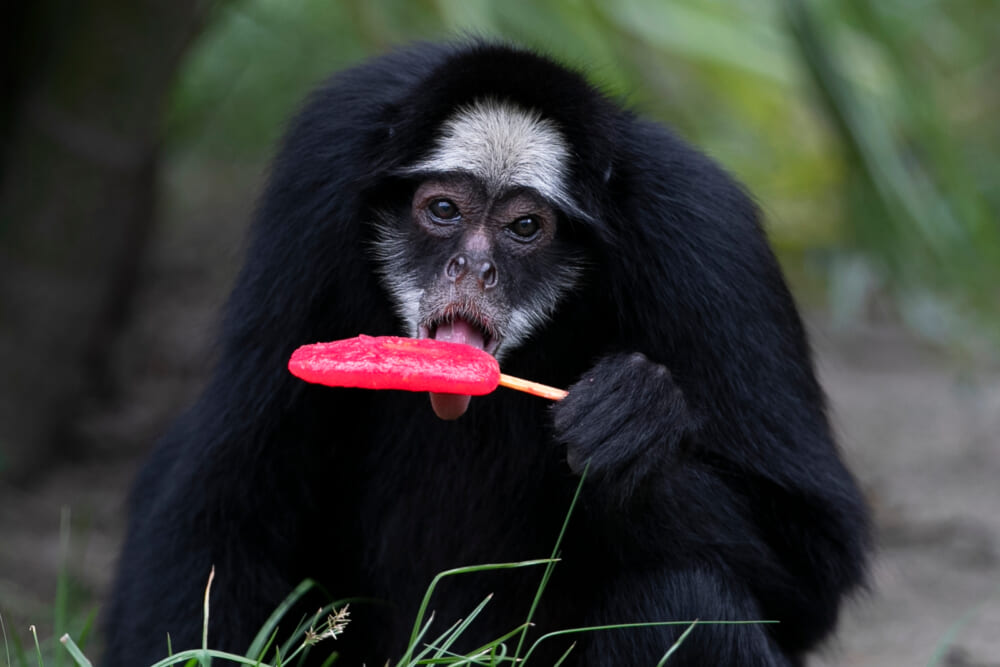 Rio de Janeiro zoo animals treated to  ice pops as city faces scorching summer heat