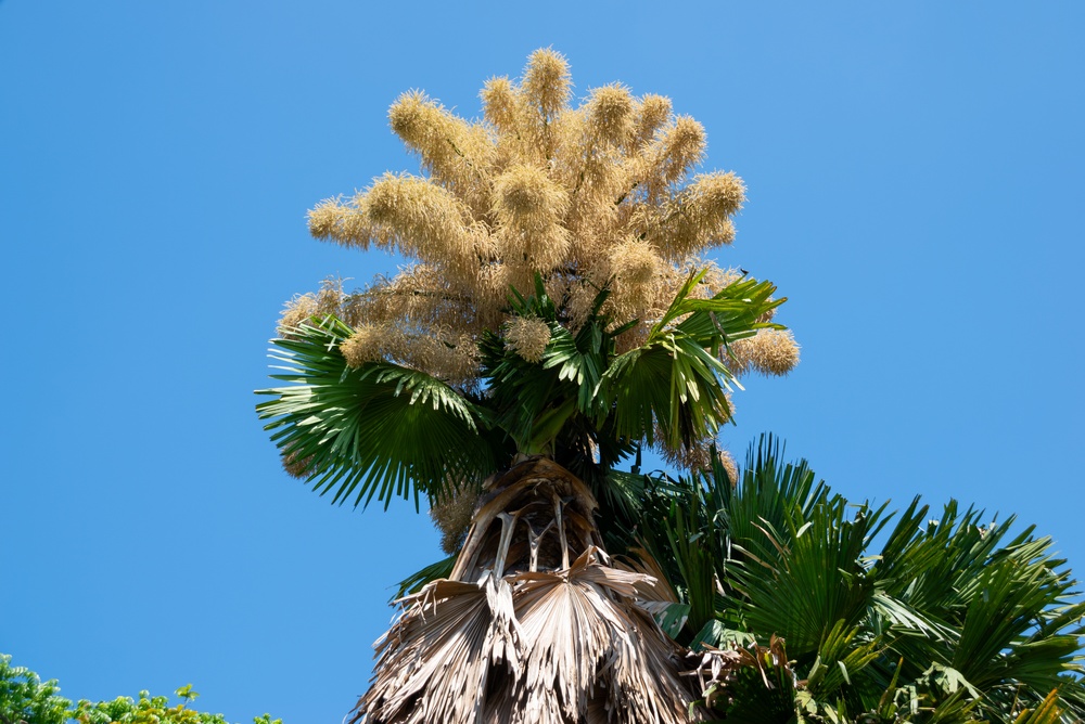 Rare Palm Trees Flower Once in Rio Park