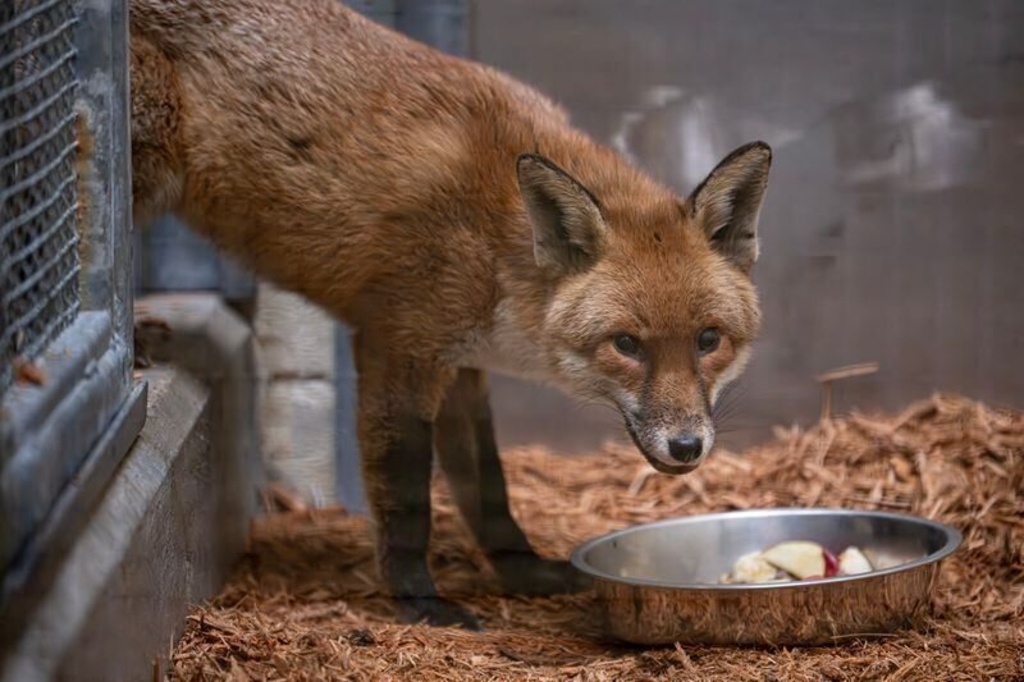 Fox found on ship from England is now at Bronx Zoo