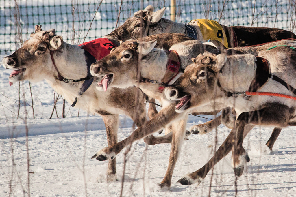 Reindeer races bring crowds to Finland