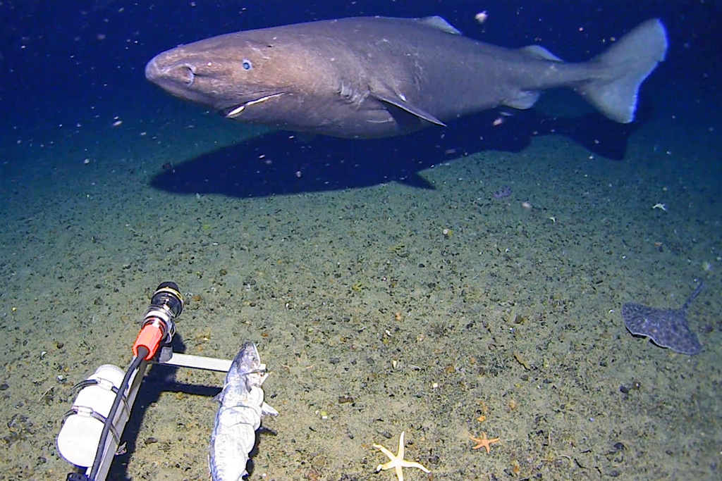 Shark filmed near Antarctica for first time