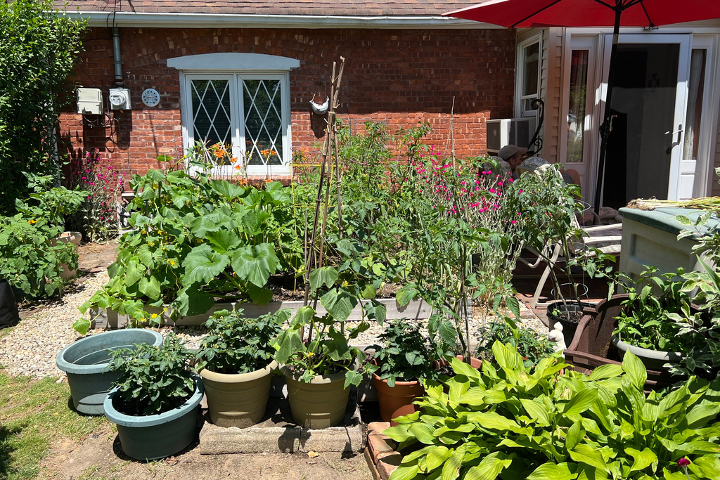 Sunny front yards for vegetable gardens