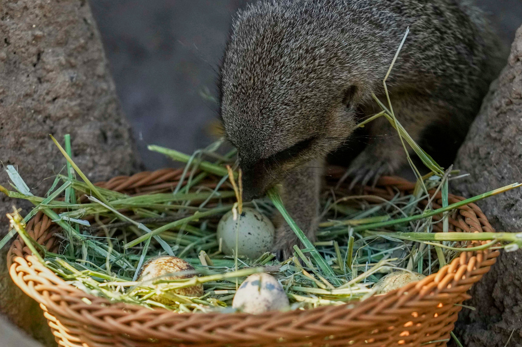 Chile zoo gives animals an Easter egg hunt