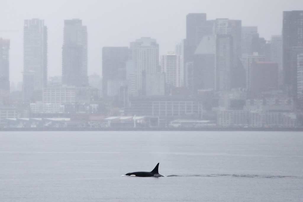 New killer whales surprised visitors near Seattle