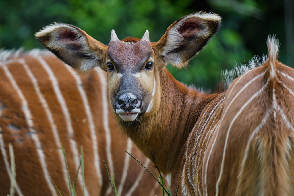 Kenya works to bring back the mountain bongo