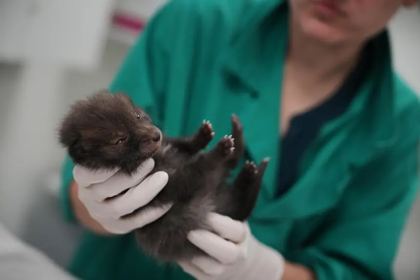 Wildlife hospital near Paris keeps rescued animals wild