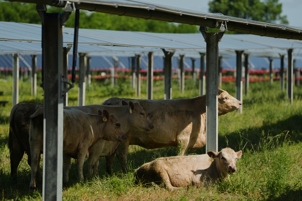 Tennessee solar farm tests cattle grazing under panels