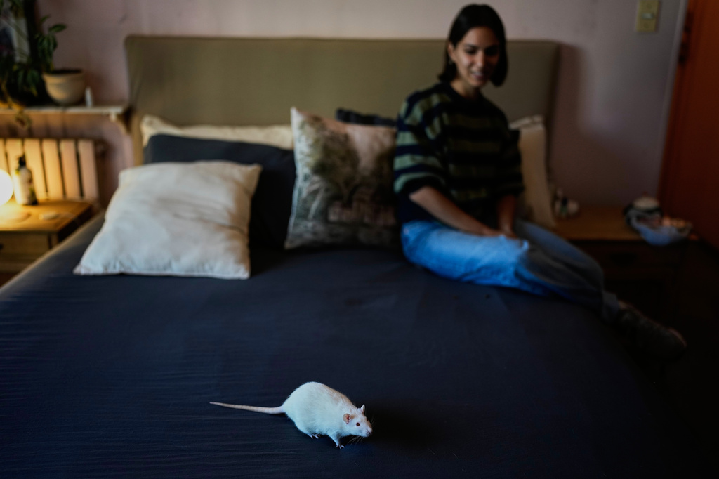 Rats find new homes after lab work in Argentina