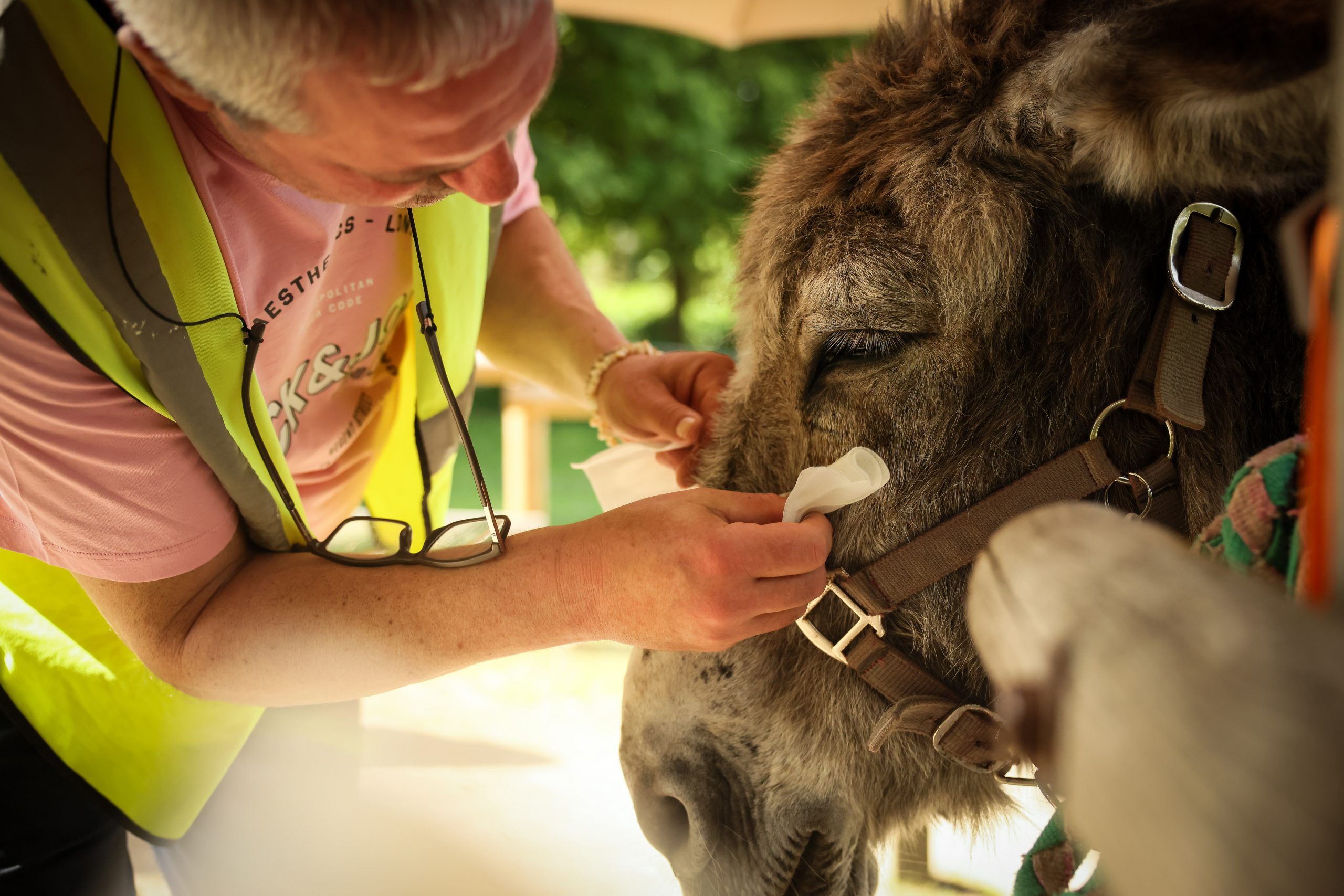 Donkeys that heal: France’s unusual therapy program