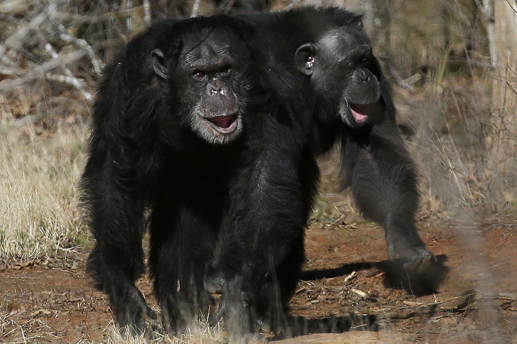 Study finds humans and great apes laugh in similar ways