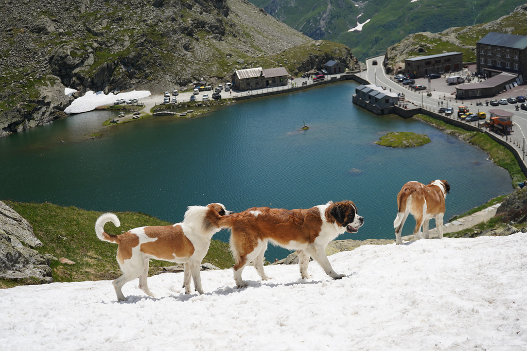 St. Bernard dogs keep their tradition alive in the Swiss Alps