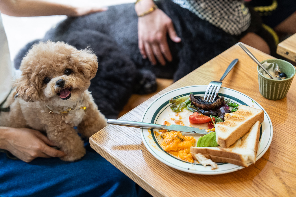 Hong Kong now allows dogs in restaurants