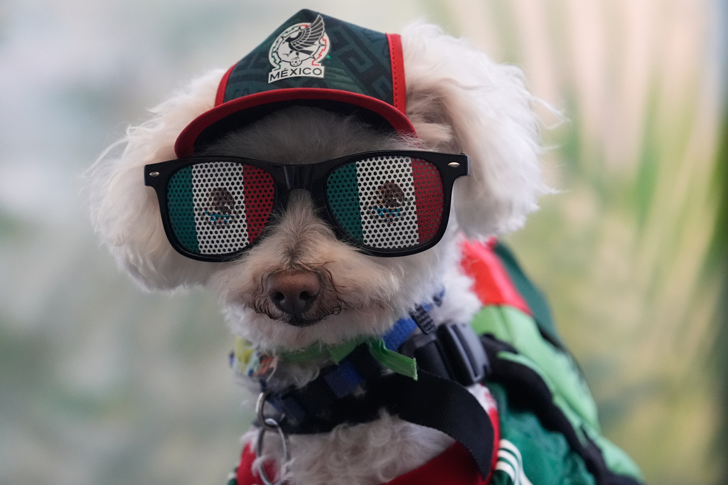 A rescue dog and his owner win hearts at the World Cup