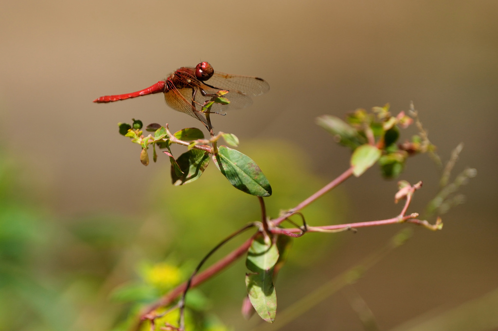 Many dragonflies appear across California