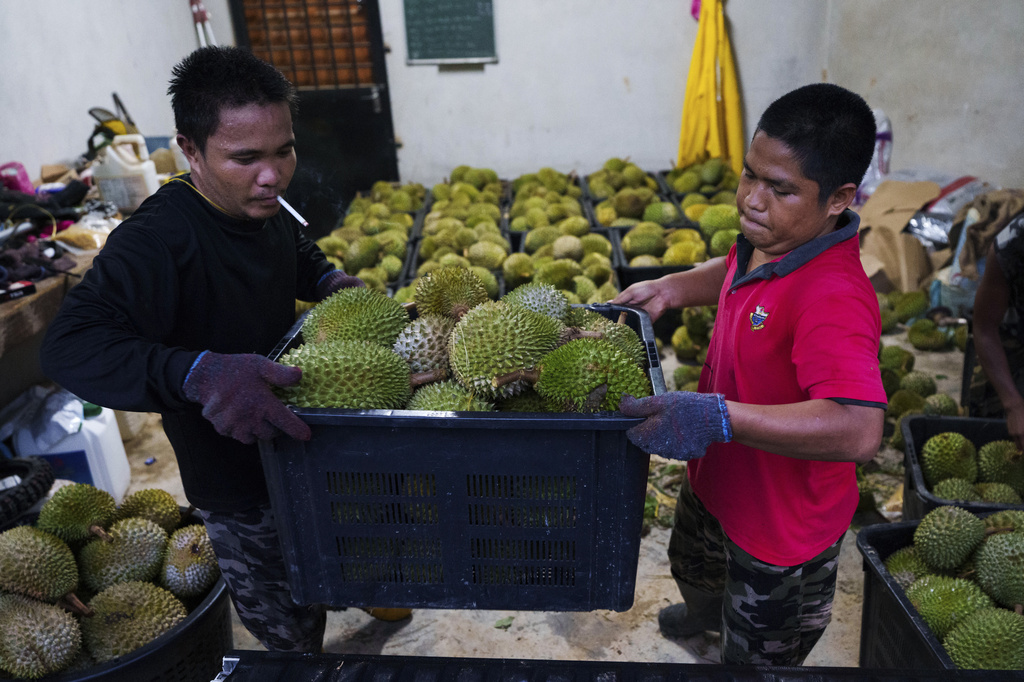 Climate change threatens Malaysia’s durian growers