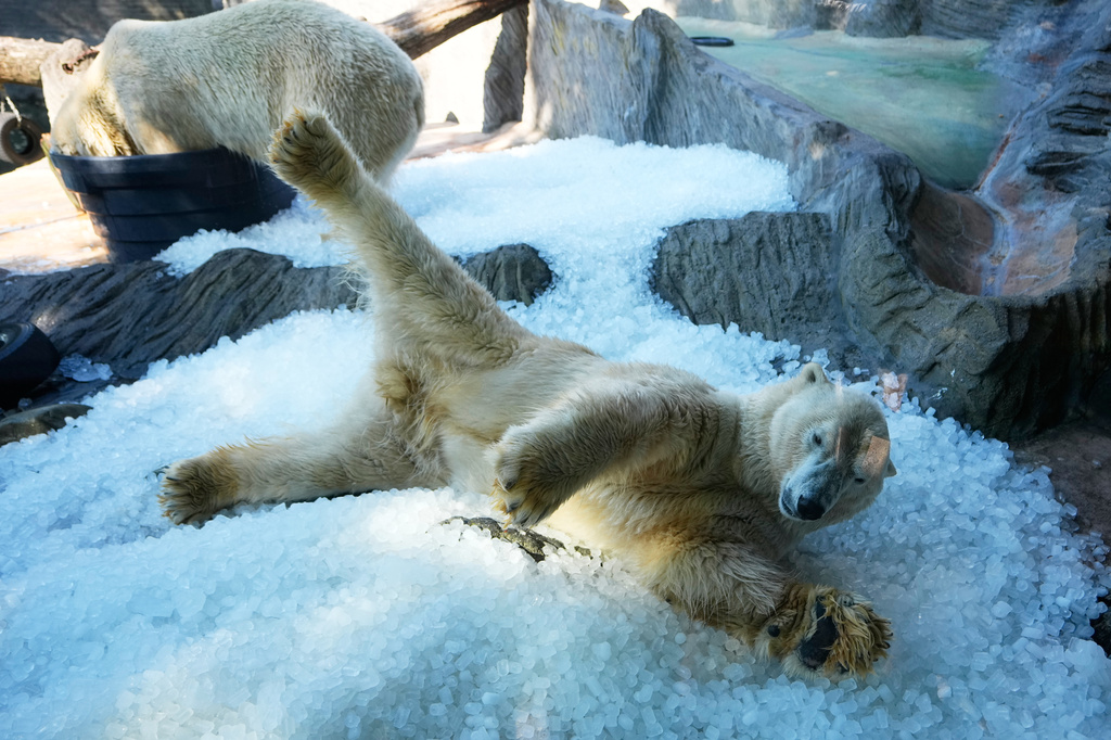 Prague Zoo gives animals ice to cool down in a heat wave