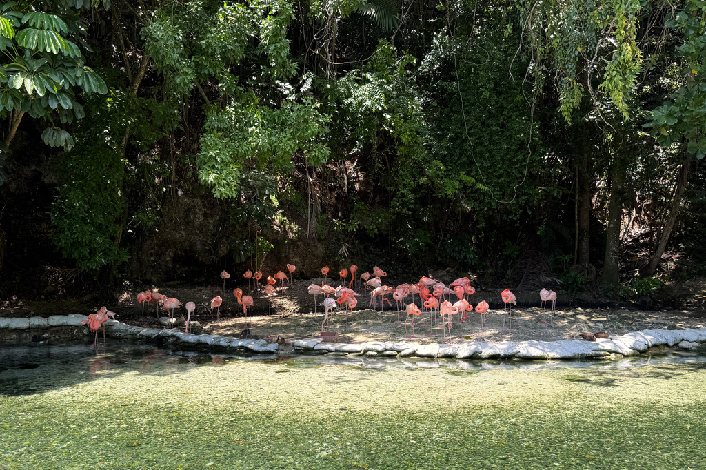 More rescued wild animals crowd the Dominican Republic’s only zoo