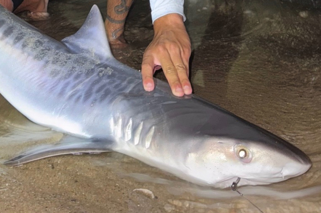 Brothers catch a tiger shark off Massachusetts