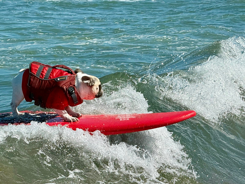 Dogs ride the waves at a surfing contest in California