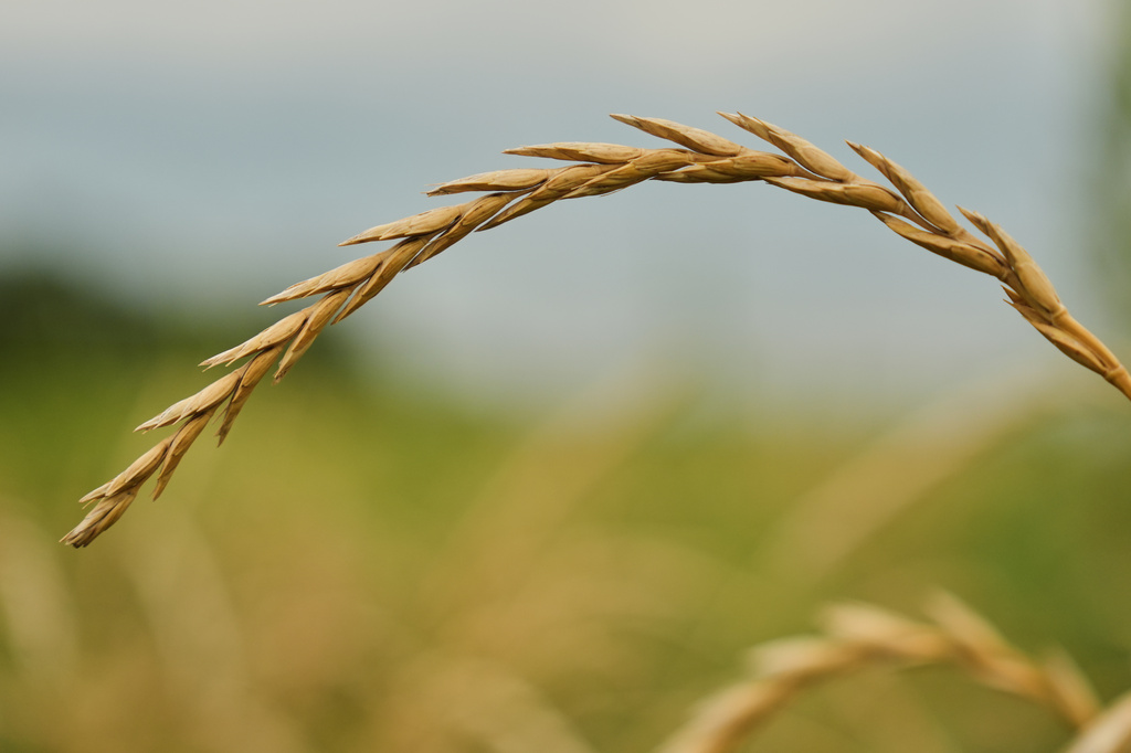 Some farmers turn to perennial grains to survive extreme weather