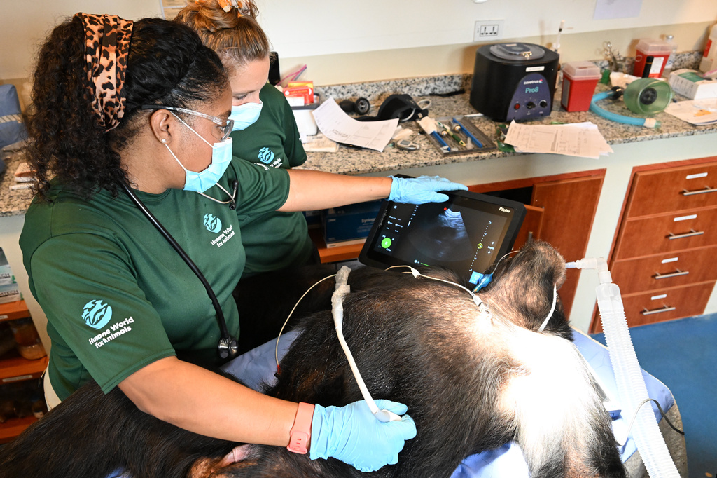 Chimpanzees get health checks and a second chance in Liberia
